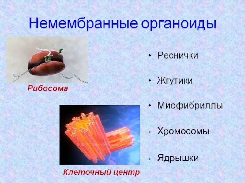 Мембранные и немембранные органоиды клетки. Немембранные органеллы клетки. Жгутики немембранные органоиды. Мембранные не мембранные органоиды клетки. Строение клеток мембранные органоиды