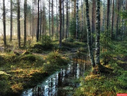 В лесу торжественная тишина