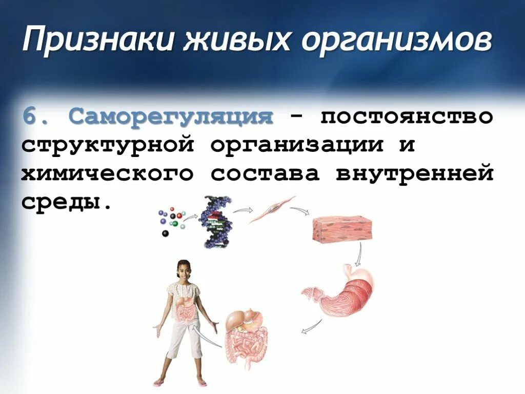 Свойство живого саморегуляция. Саморегуляция жмвыхорганизмов. Саморегуляция живых организмов. Сама регуляция в биологии. Признаки живого саморегуляция.