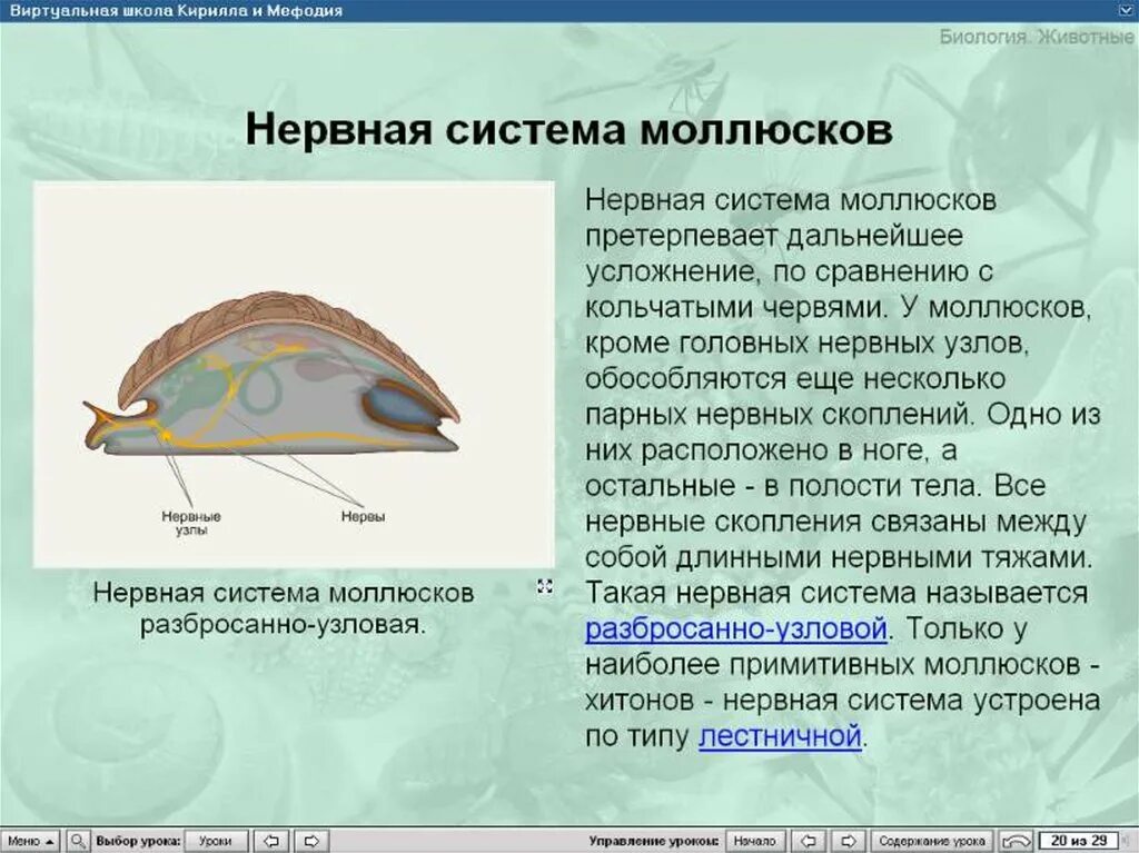 Моллюски нервная система. Нервная система моллюсков представлена. Эволюция нервной системы моллюсков. Тип моллюски нервная система.