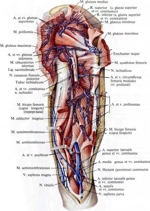 Внутренняя вена латынь. Бедренный нерв артерия Вена анатомия. Верхняя ягодичная Вена. Верхняя ягодичная артерия, Вена и нерв. Анатомия бедренной вены.