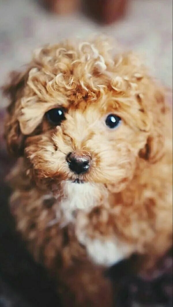 Pin by Lori Blankenship-Hines on Nature Cockapoo puppies, Cockapoo, Poodle