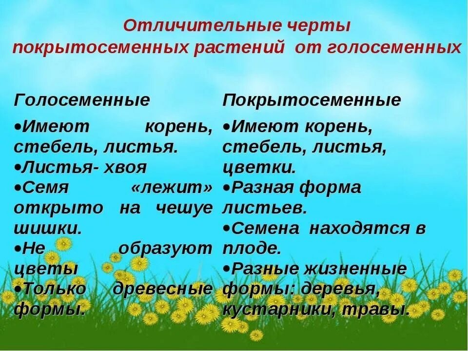 Почему покрытосеменные получили. Характеристика голосеменных и покрытосеменных. Характеристика покрытосеменных. Характеристика голосеменных и покрытосеменных растений. Характерные черты покрытосеменных растений.