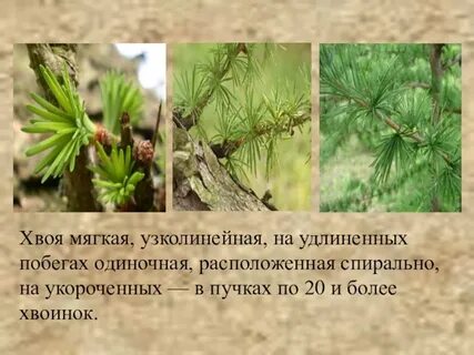 Укороченный побег ели