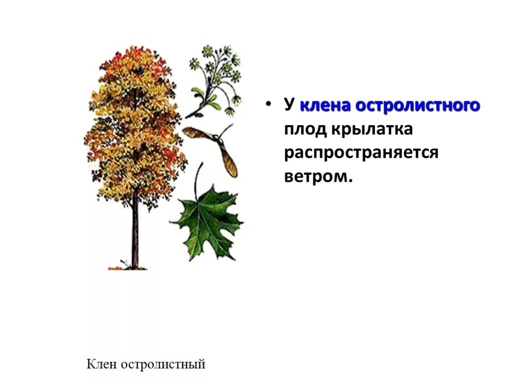 Систематические группы клена. Клен зеленокорый. Клен отдел класс. Осина классификация. Клен остролистный краткое описание.