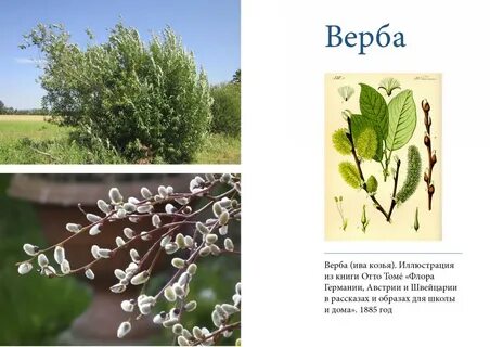 Верба и ива разница фото как отличить