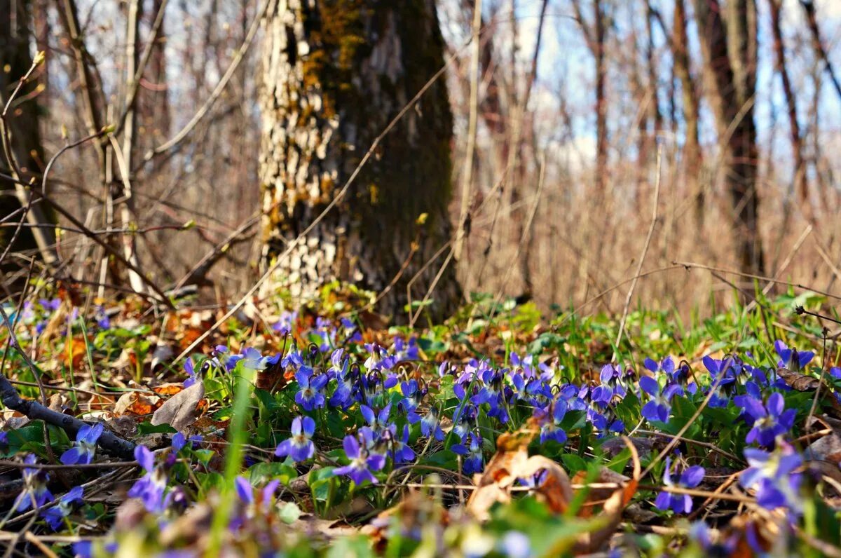 Весенний лес. Цветы в лесу весной. Весенние цветы в лесу. Первоцветы кисловодска. Мавританский газон очиток крокус пролеска.
