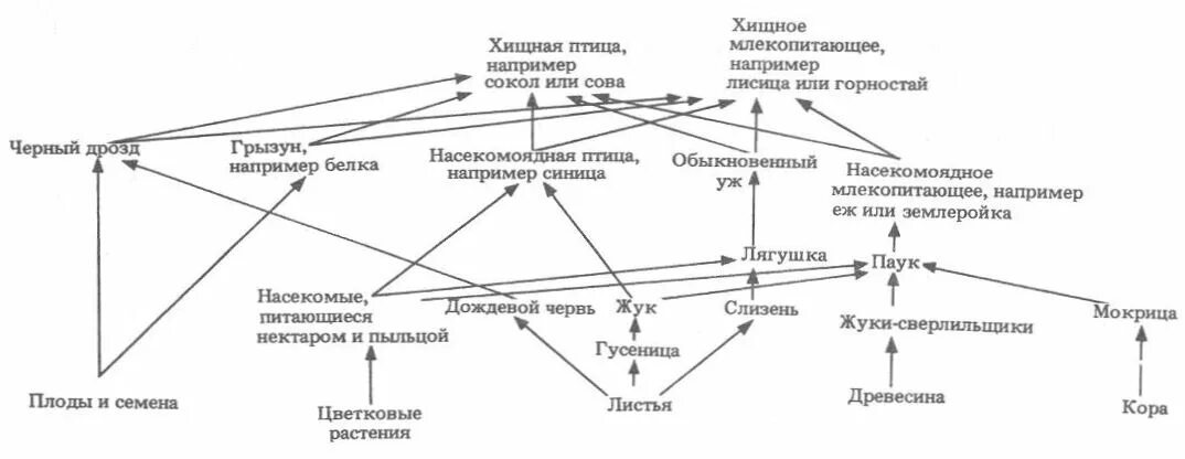 Схему пищевой сети Лесной экосистемы. Схема пищевой сети лесного биоценоза. Схема трофической структуры биоценоза широколиственного леса. Трофические связи схема пищевых связей.