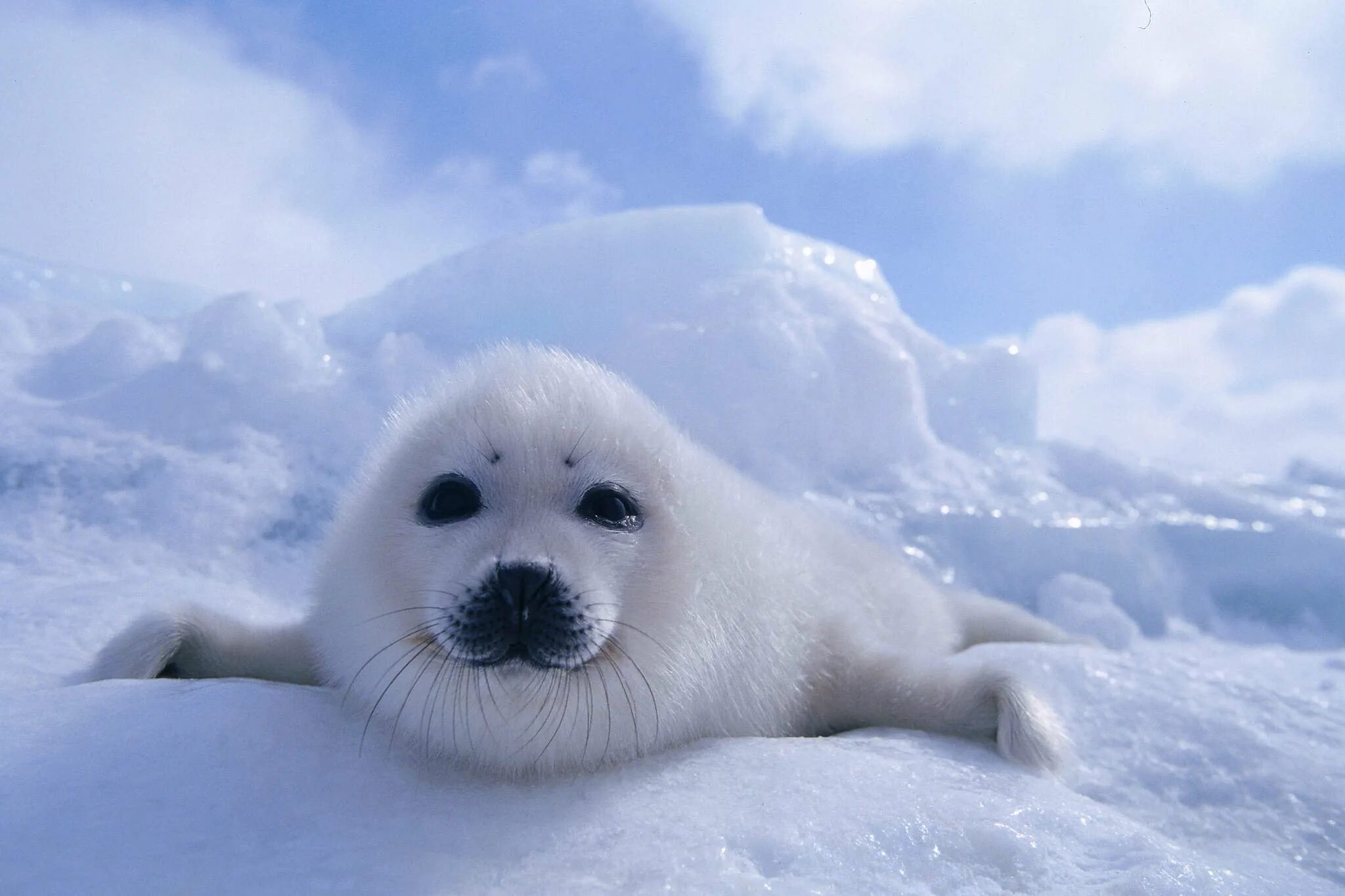 гренландский тюлень нерпа. ластоногие баренцева моря. гренландский тюлень нерпа. байкальская нерпа белек. гренландский тюлень детеныш.