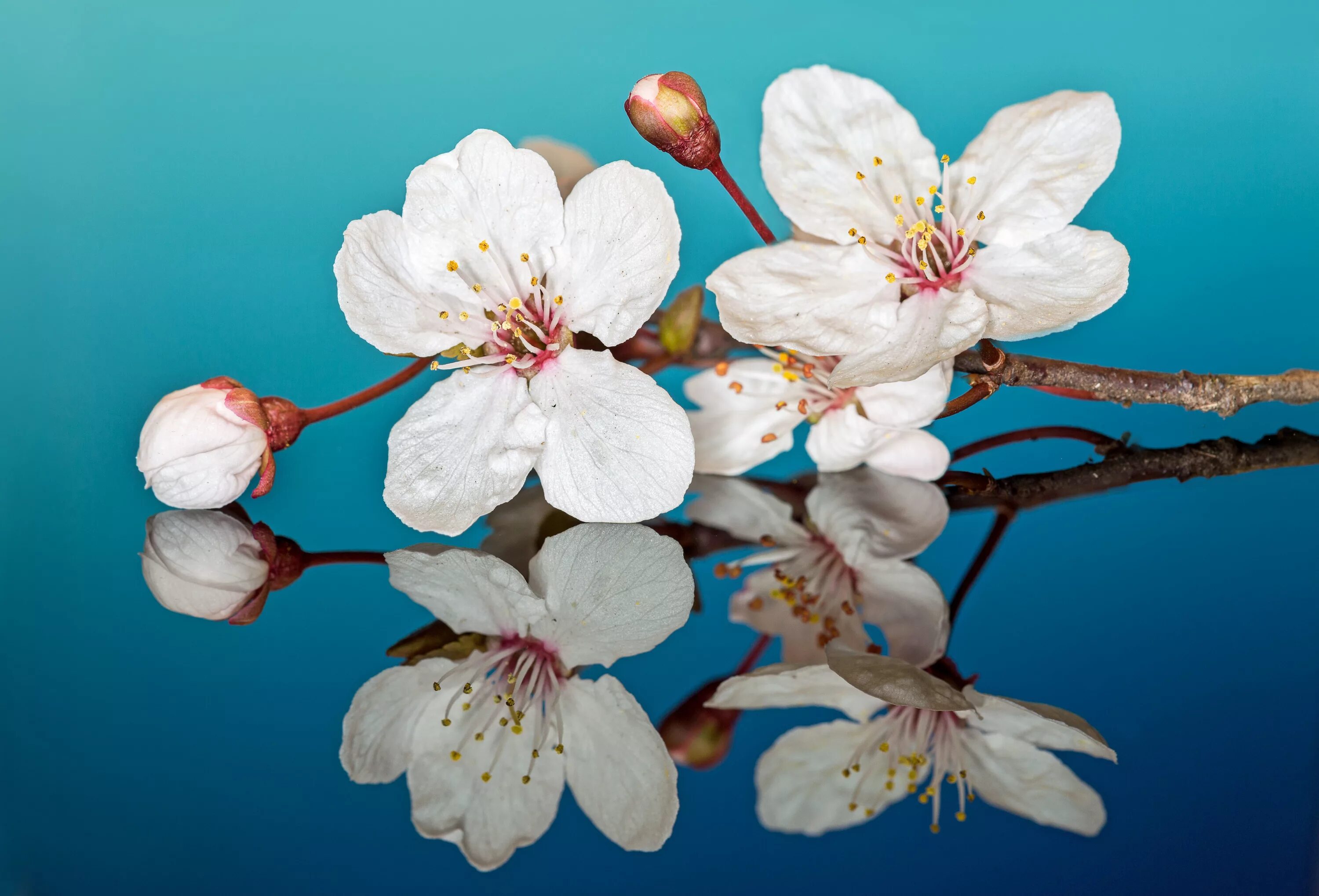 2 цветущий вишня. Вишня черри блоссом. Цветение вишни в крыму. Цветущая ветка черешни. Ветка сакуры.