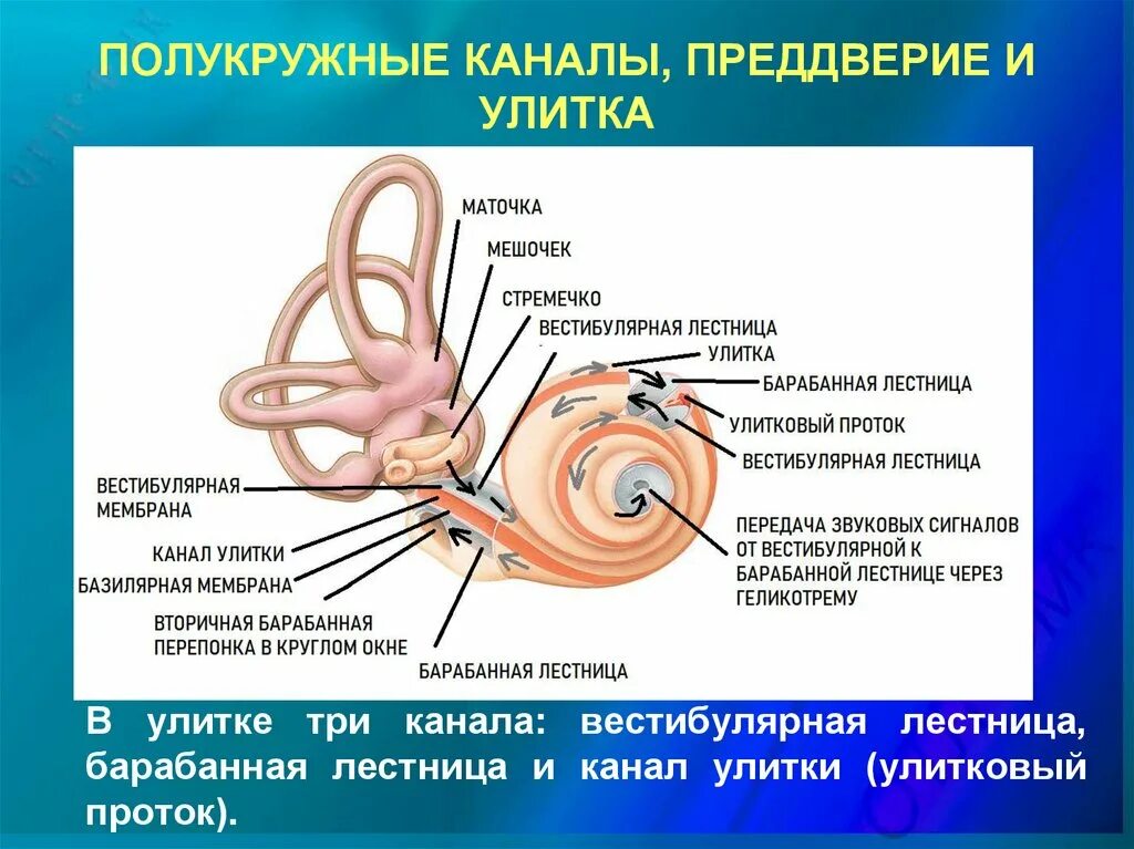 В состав вестибулярного аппарата входят полукружные. Строение полукружных каналов внутреннего уха. Внутреннее строение полукружных каналов. Полукружные каналы строение и функции. 3 Полукружных канала.