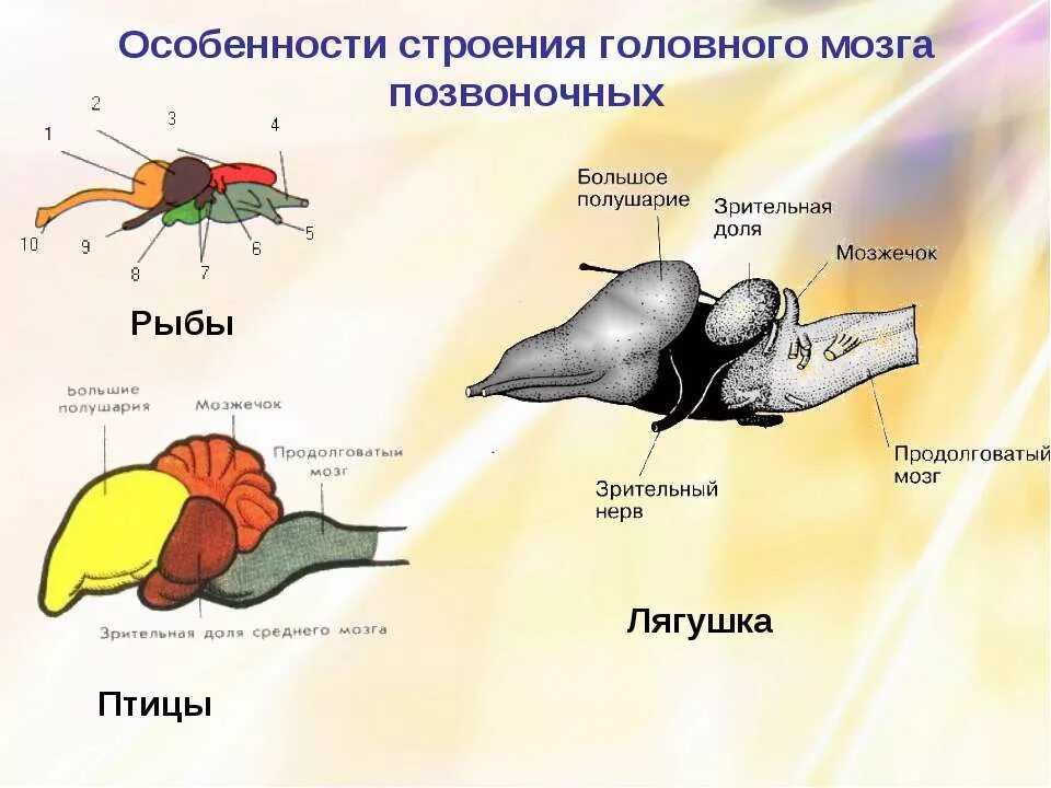 Строение головного мозга животного соответствует следующему описанию. Схема строения головного мозга птицы. строение мозга позвоночных. отделы головного мозга у позвоночных животных. особенности строения головного мозга рыб.