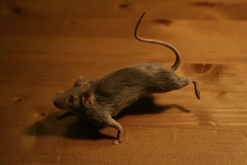 Полевая мышь убегает. Мышка бежит. Мышь убегает. Крыса бежит. Бег мыши.