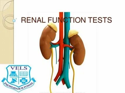 Renal function