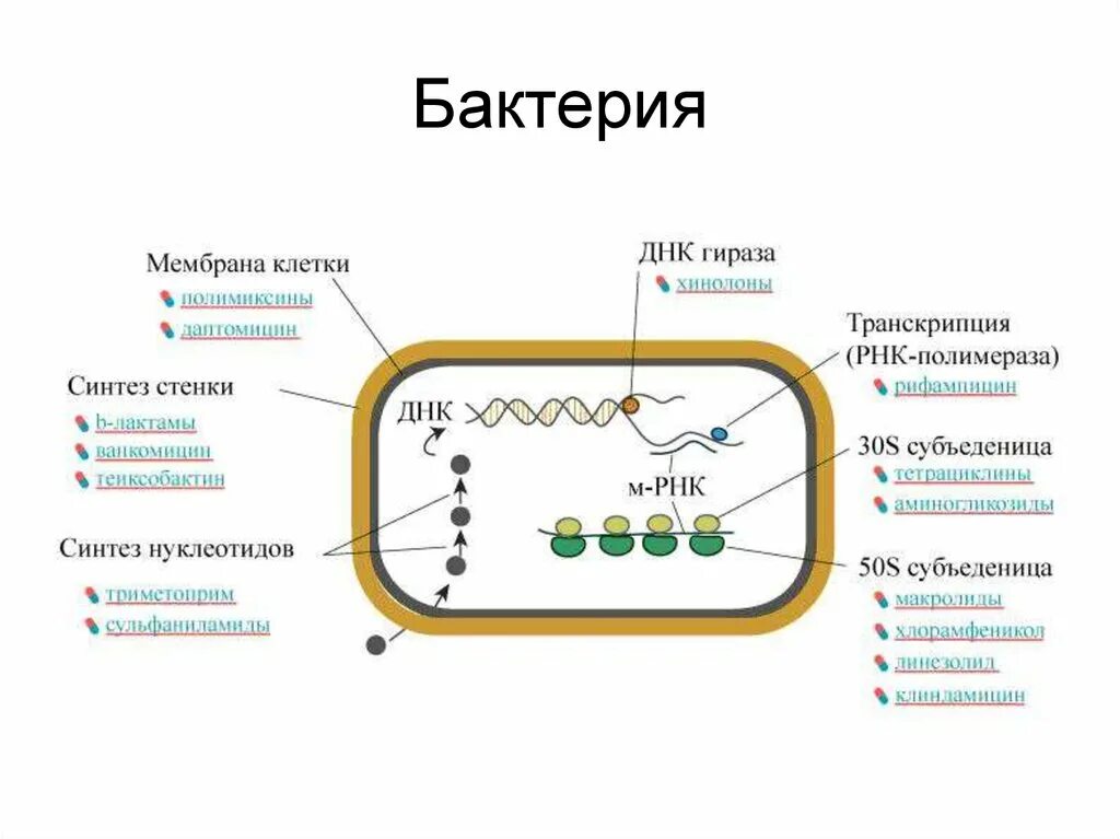 При резких изменениях температуры бактериальная клетка образует. Структура бактериальной клетки мишени. Мишени действия антимикробных препаратов в бактериальной клетке. Мишени для антибиотиков в бактериальной клетке. Механизм действия антибиотиков на бактериальную клетку.