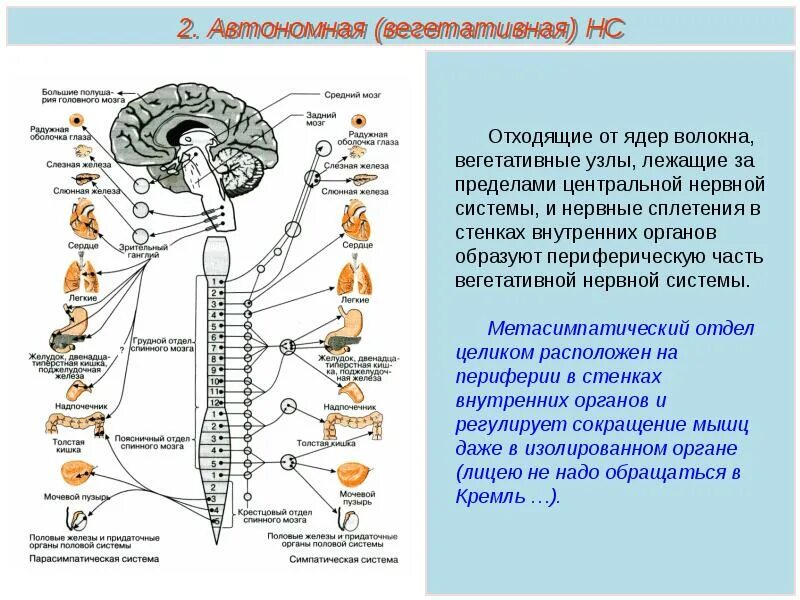 Какие функции регулирует симпатический отдел нервной системы. Вегетативная НС анатомия. Вегетативная иннервация органов головы. Схема вегетативной иннервации внутренних органов. Вегетативная иннервация внутренних органов.