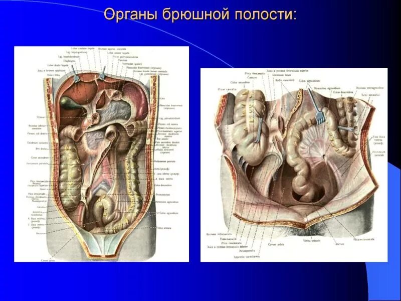 Строение брюшной полости у женщин