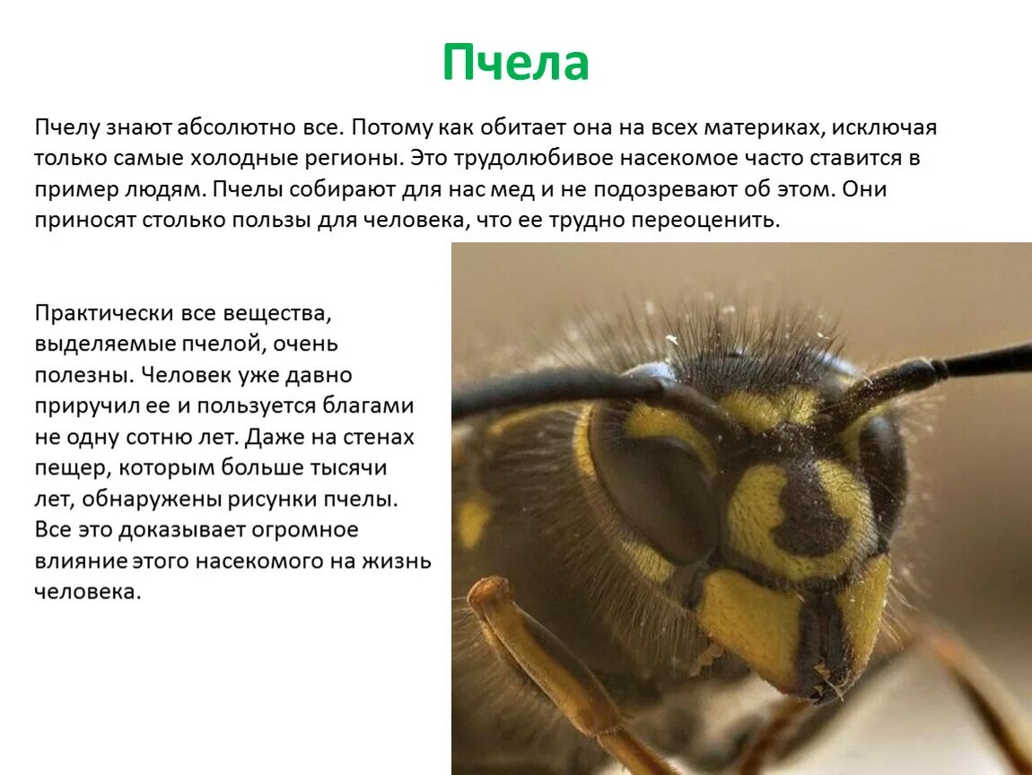 Почему пчел относят к насекомым. Доклад о пчелах. Пчелы относятся к классу насекомых. Насекомое пчела доклад. Сообщение о насекомых пчел.