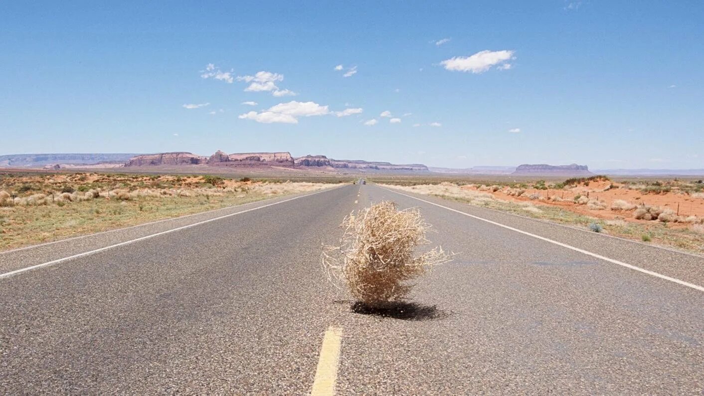 степное растение перекати-поле. перекати поле 1. перекати поле 1. перекати поле 1. перекати поле в степи.