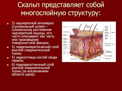 Строение кожи мышцы