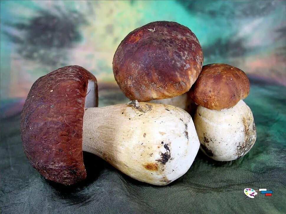 Весенние грибы сморчки. Гиропор каштановый. Какой можно гриб 1. Грибочки которые есть съедобные. Съедобные т несъедобные грибы.