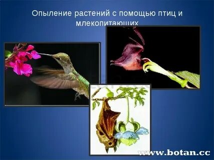 У растений опыляемых ветром цветки