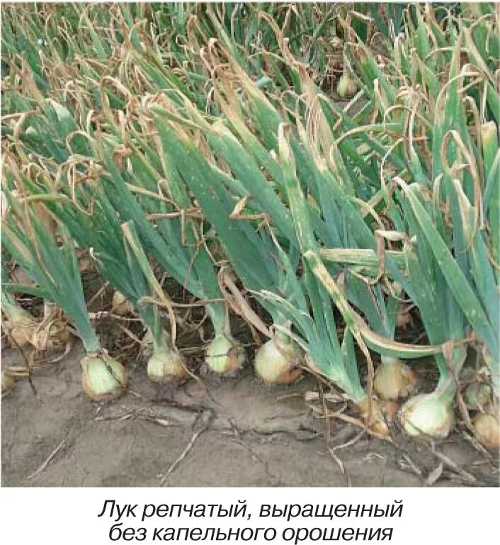 Лук на репку когда прекращать поливы. Лук на капельном орошении. лук полив. чеснок на капельном орошении.