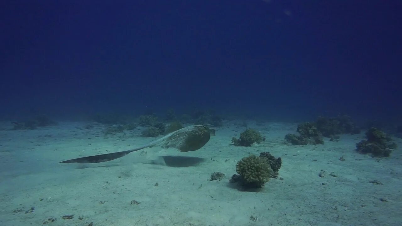 Красное море хургада отзывы. Скат в Красном море Хургада. Скаты красного моря. Снизу Скат в Красном море в Хургаде. Дно моря в Хургаде.