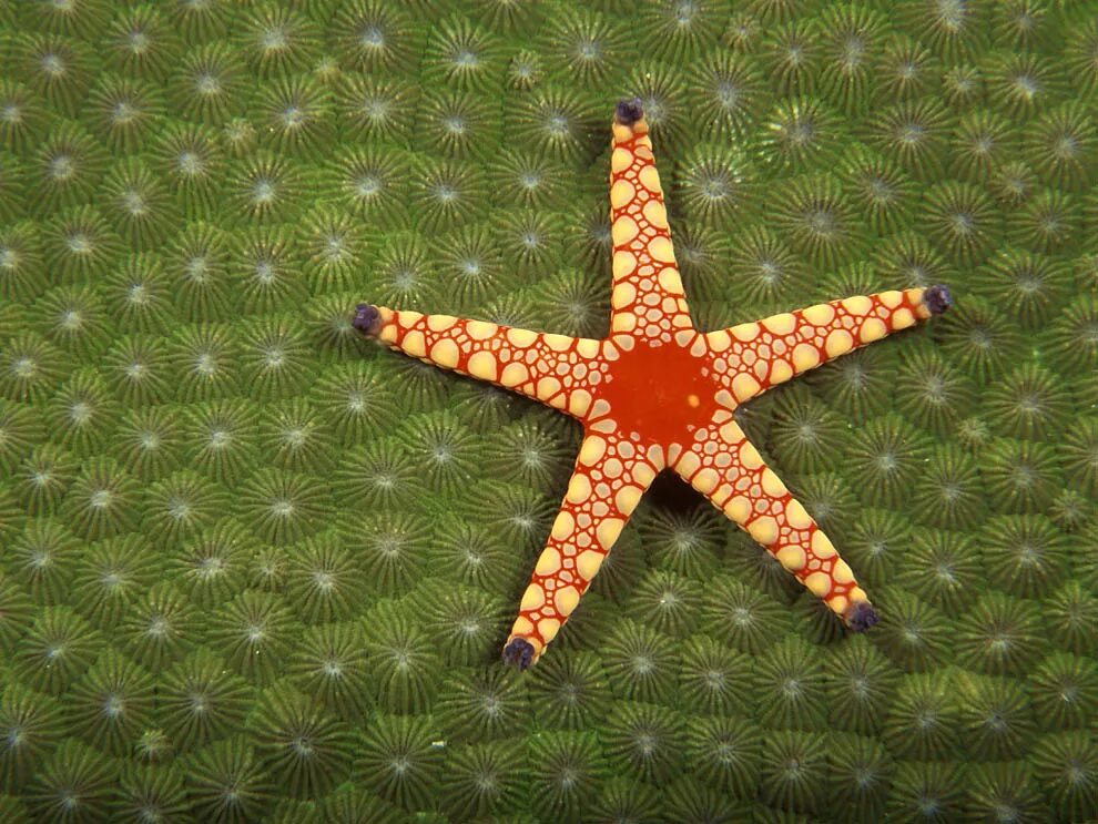 Морская звезда. Морская звезда симметрия. Морская Звездочка.