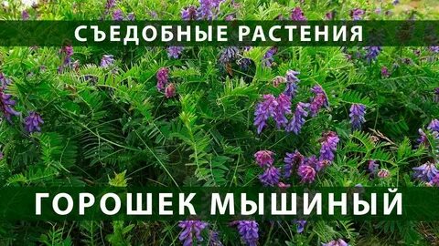 Горох кроликам