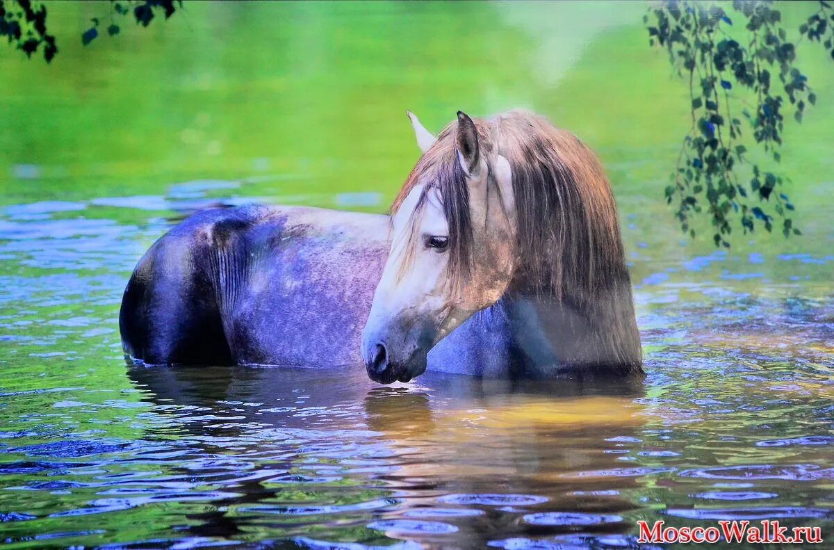 Лошадь пьет воду. Лошадь у реки. Лошади в воде. Мокрая лошадь. Лошади на водопое.