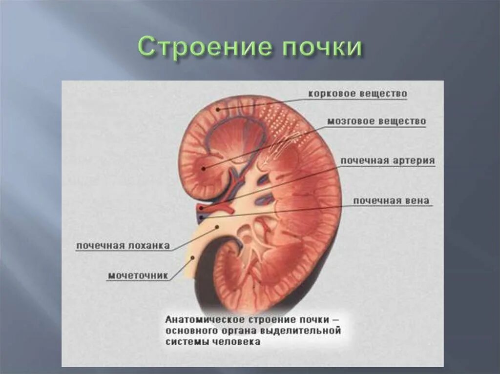 Функция почечной лоханки. Почки мочевыделительная система анатомия. Строение мочевыделительной системы, строение почки.. Выделительная система строение почки. Строение почки мочевыделение.