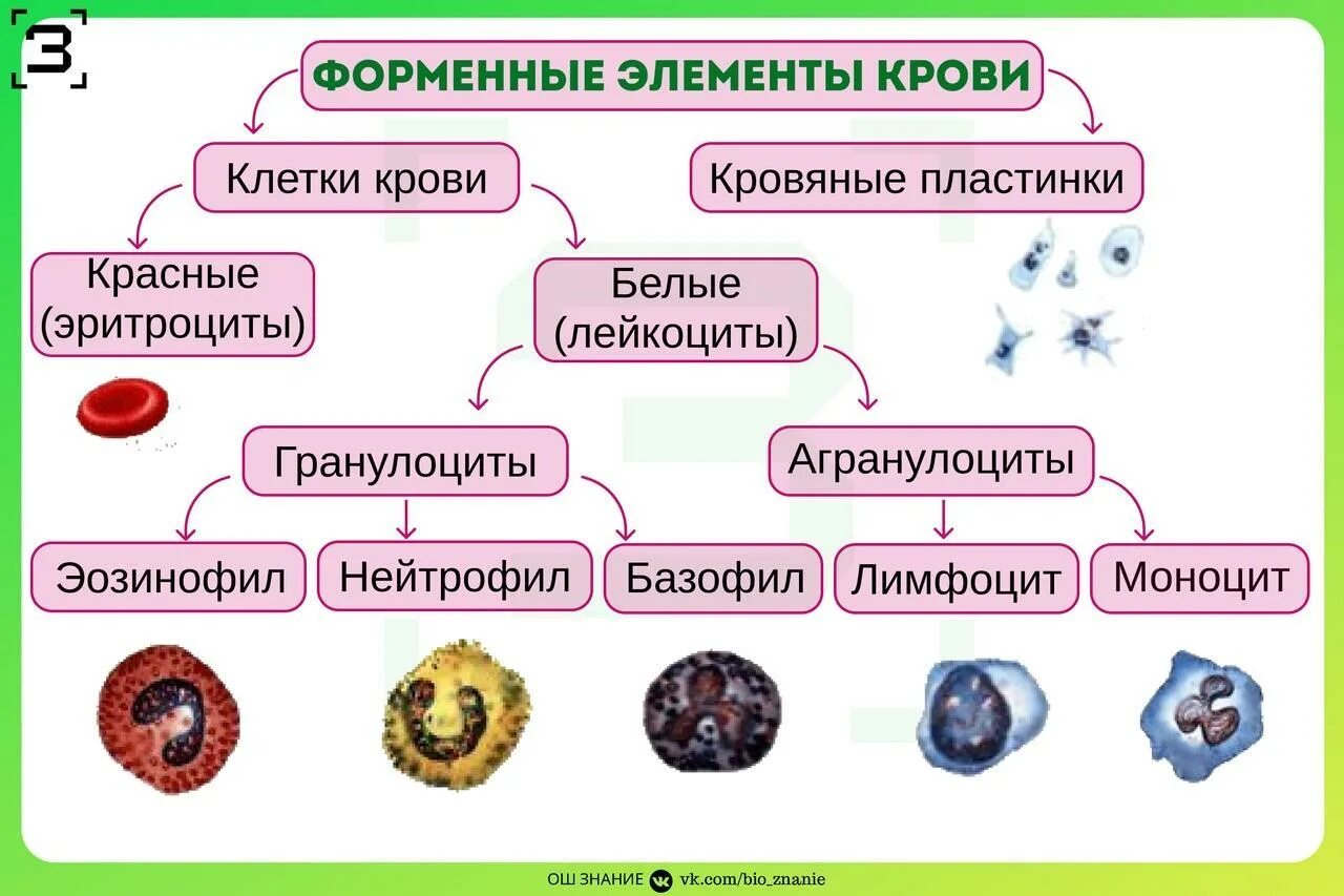 Основные функции форменных элементов. Кровь: состав. строение и функции форменных элементов. схема строения форменных элементов крови. клетки крови форменные элементы крови. состав крови форменные элементы клетки крови таблица.