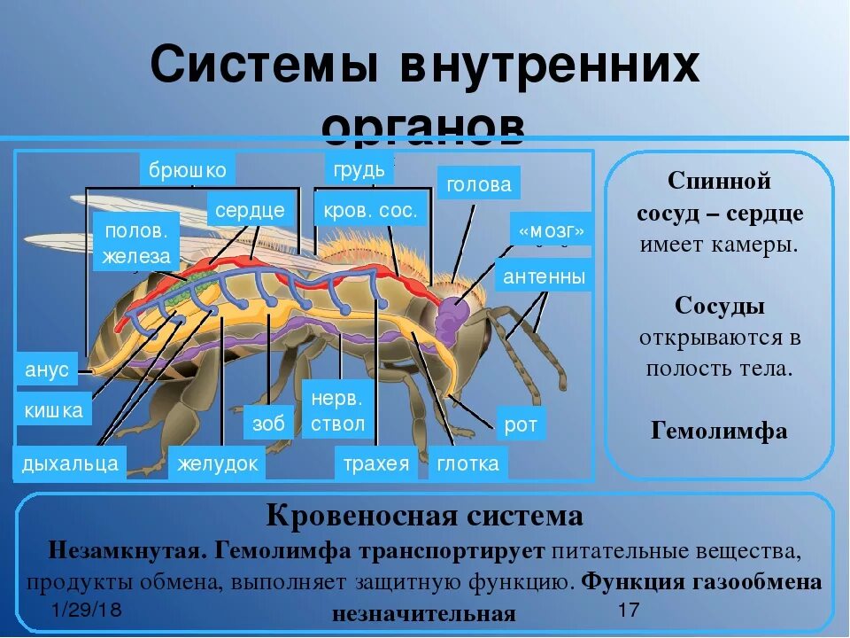 В каких климатических зонах обитают членистоногие
