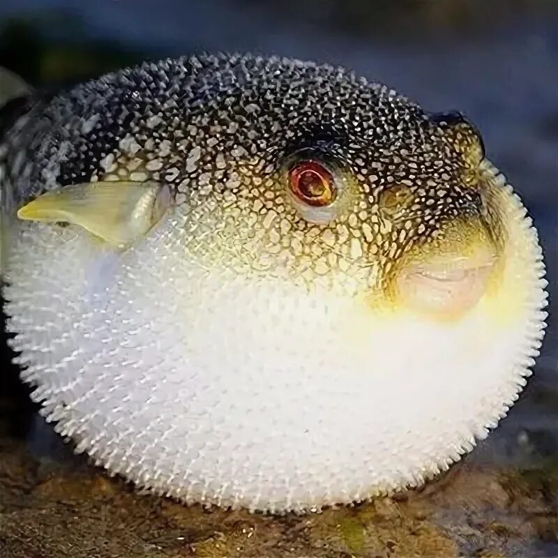 Как выглядит рыба фугу в реальной жизни Файл:Young species of Tetraodontidae (fugu).jpg Википедия