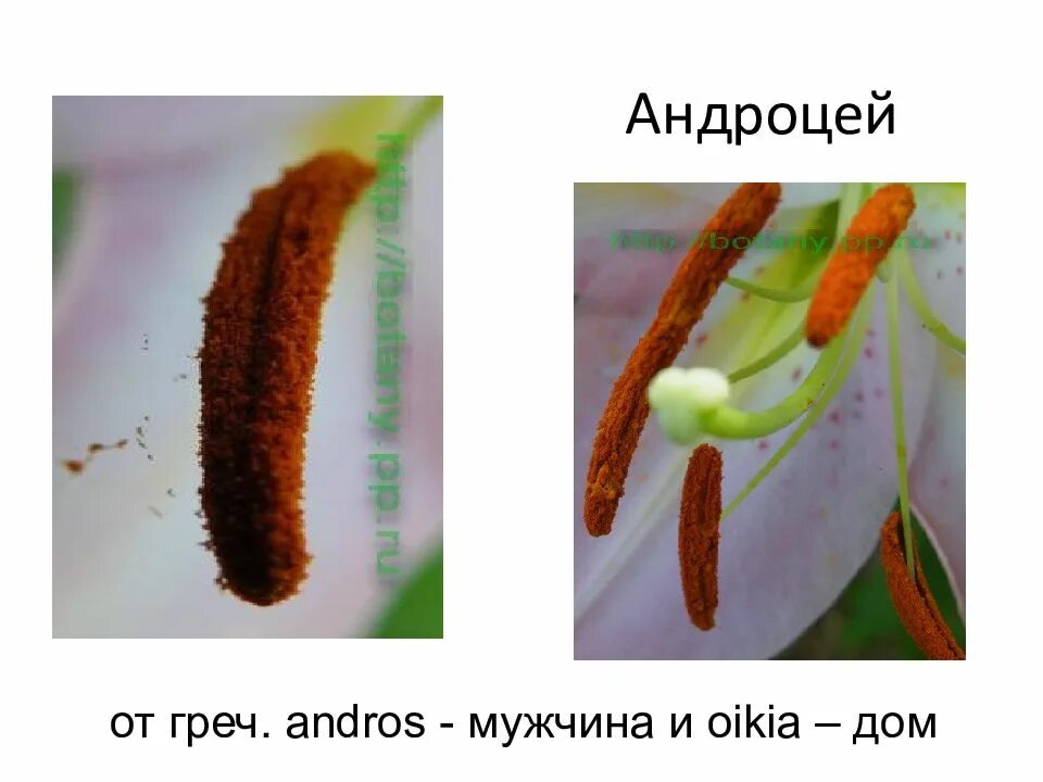 Андроцей. Многобратственный андроцей. однобратственный андроцей. двубратственный андроцей. типы андроцея.