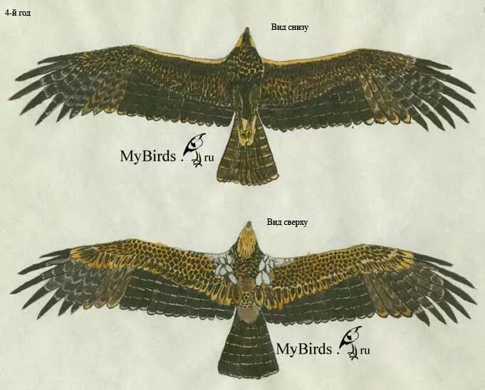 Орел могильник размах крыльев. Строение крыла у ястреба. Строение орла. Строение крыла орла.