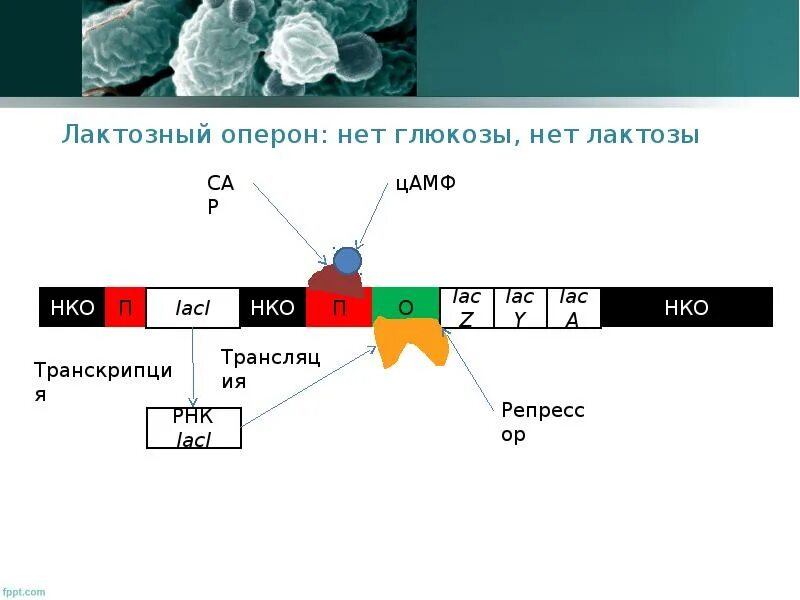 Лак оперон. Лактозный оперон. модель оперона. оперон это в генетике. терминатор лактозный оперон.