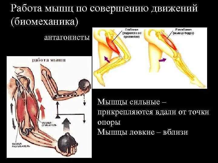 Работа мышц. Биомеханика мышц. Сокращением мышц антагонистов. Особенности работы мышц.