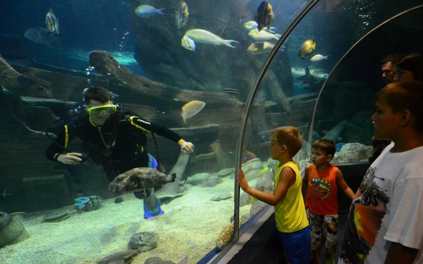 Океанариум адлер дискавери ворлд. Океанариум сочи адлер. Океанариум дискавери адлер. Sochi discovery world aquarium отзывы. Океанариум сочи дискавери ворлд аквариум.