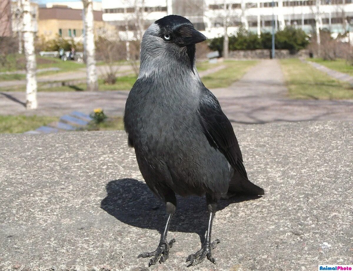 Европейская галка. Галка обыкновенная ‒ corvus monedula. Галка самка. Галка 1 12. Птица галка в полете.