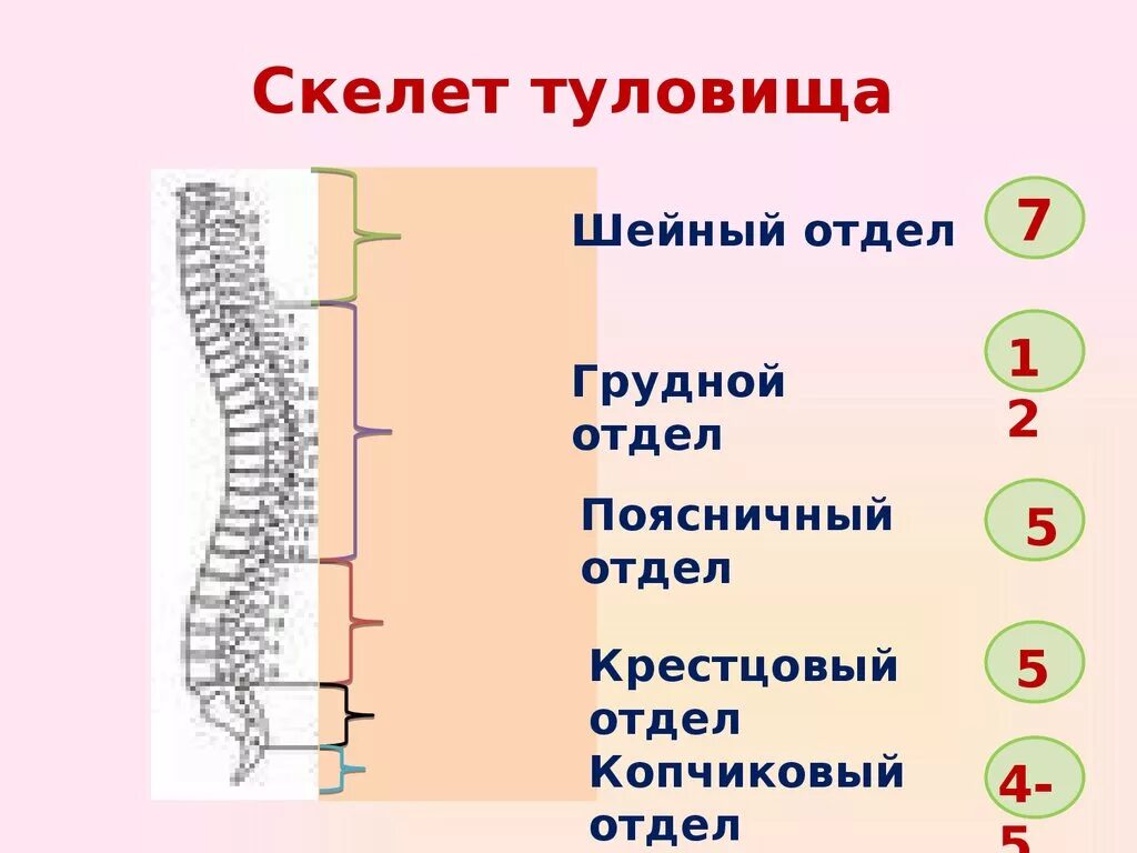 Состав отделов скелета. Скелет туловища. Скелет туловища биология. Скелет туловища презентация. Отделы скелета туловища.