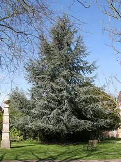 Atlas cedar