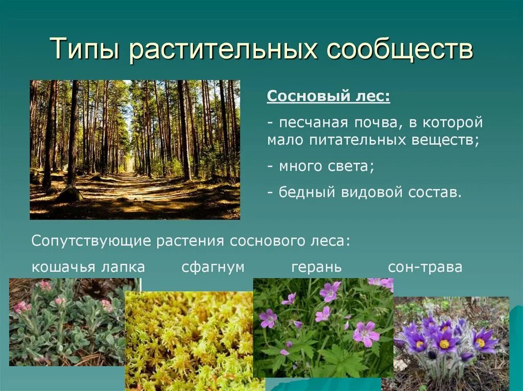 Растения живущие в россии. Растительные сообщества. Типы сообществ растений. Растения лесного сообщества. Растительные сообщества примеры.