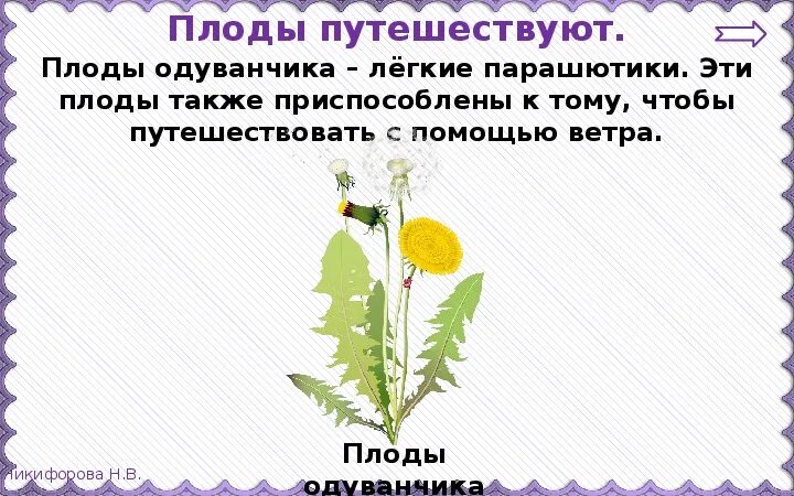 Плод одуванчика. Развитие растений 3 класс. Путешествие плода одуванчика. Размножение и развитие растений 3.