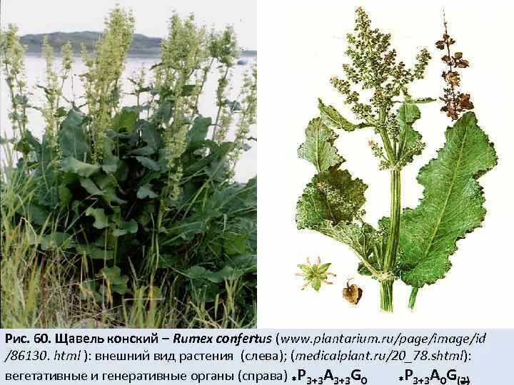 Можно ли кроликам щавель. Щавель конский (Rumex confertus Willd.). Конский щавель (дикий щавель). Конский щавель (Rumex crispus). Щавель конский (Rumex confertus) семена.