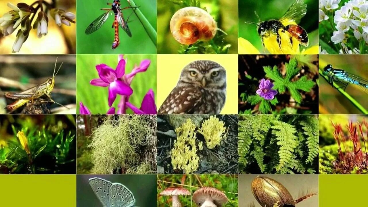 Биологическое разнообразие. Разнообразие Флоры и фауны. Многообразие видов в природе. Биологического разнообразия Флоры и фауны.. Сокращение разнообразия биологических видов