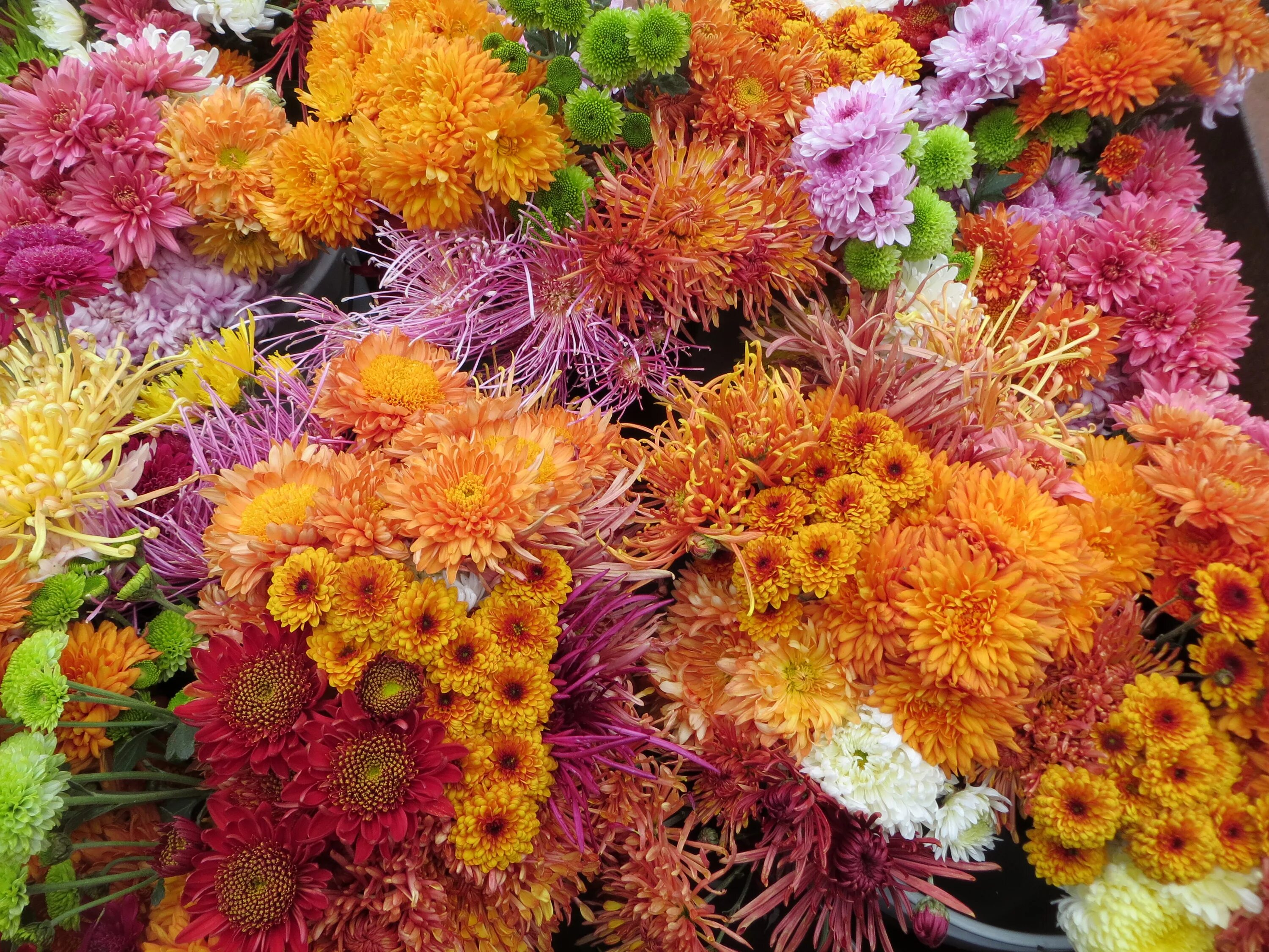 Осенние цветы содержание. Хризантемы бархатцы. Хризантема этна. Хризантема корейская эвелин буш. Осенние цветы содержание.