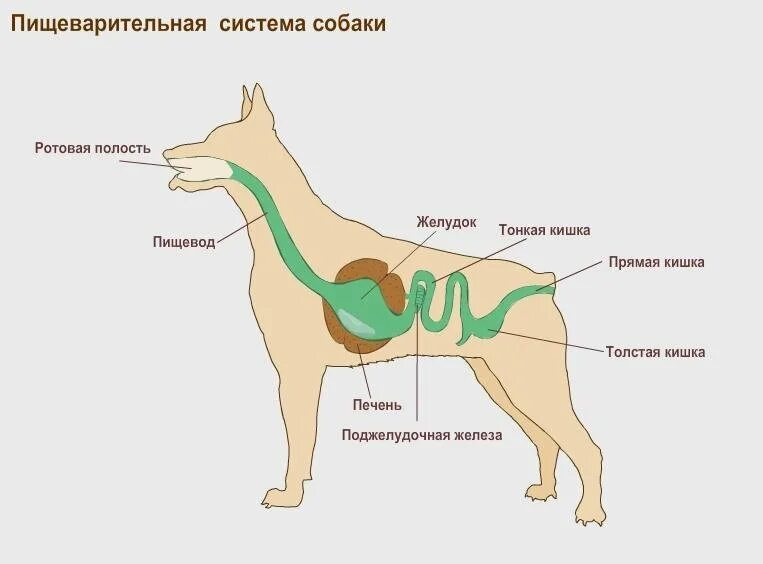 Пищеварительная система собаки схема. Строение пищеварительной системы собаки. Анатомия пищеварительной системы собаки. Строение пищеварительной системы собаки схема. К органам пищеварительной системы млекопитающего относится