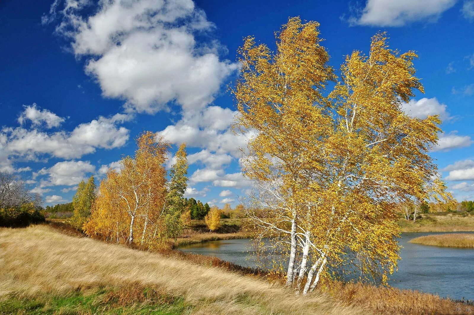 Св осень. Фотопейзажи Владимира Рябкова. Омск природа Сибирь Тайга. Природа Сибири осенью. Русская природа осенью.